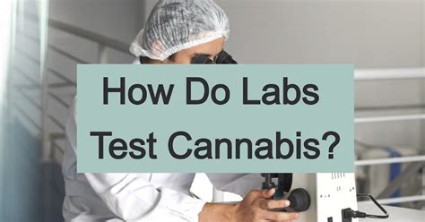 business drop marijuana test requirements|weed testing restrictions.